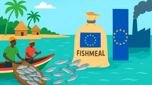 Gambia’s Fishmeal Crisis: Europe’s Appetite Drains Local Seas, Threatens Food Sovereignty - Sputnik Africa