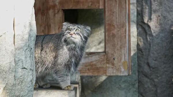 #viral | Fluffy Cat's Big Winter Prep - Sputnik Africa