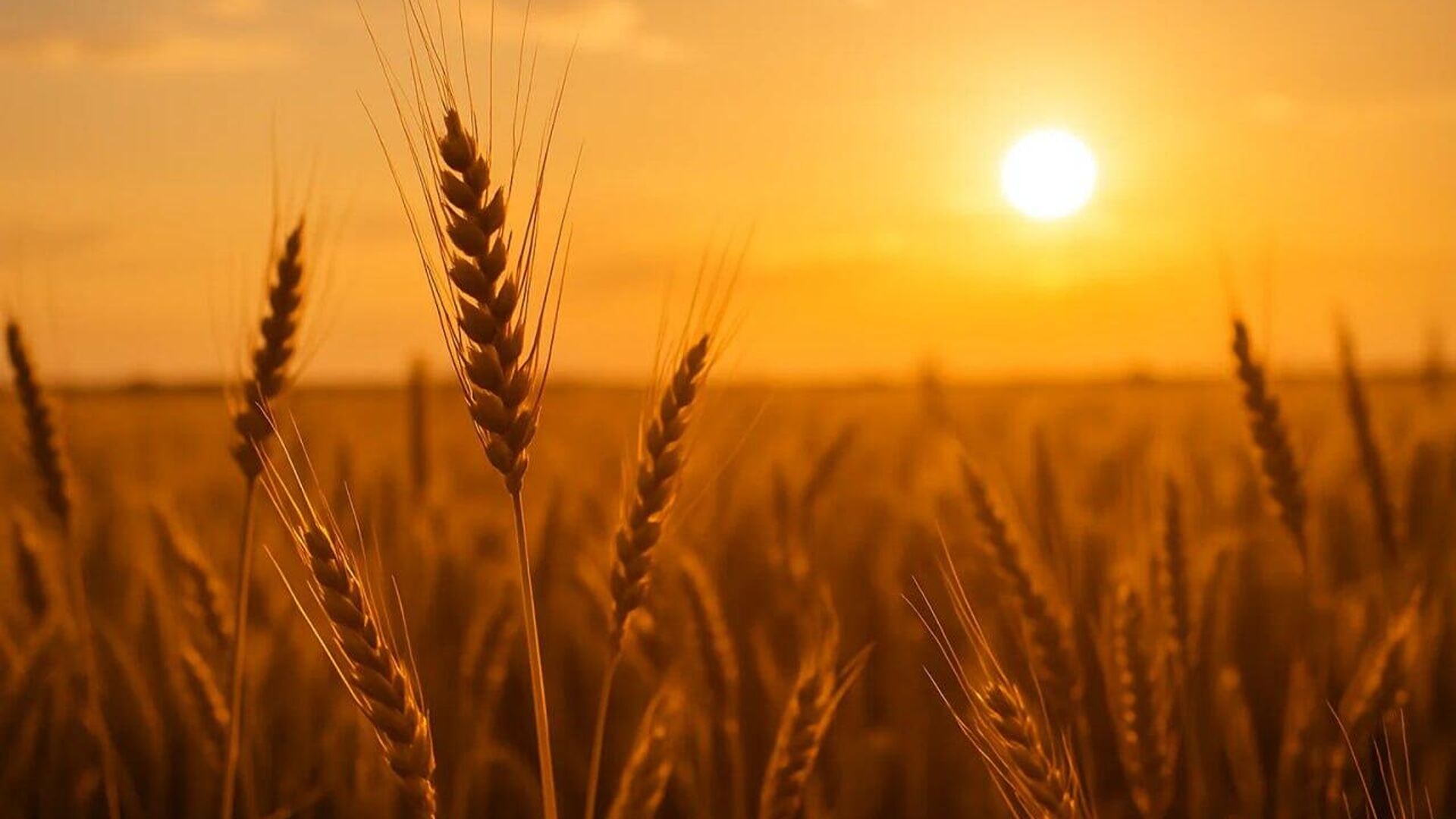 Africa is Key Market for Russian Agricultural Exports Africa is Key Market for Russian Agricultural Exports - Sputnik Africa, 1920, 13.09.2025