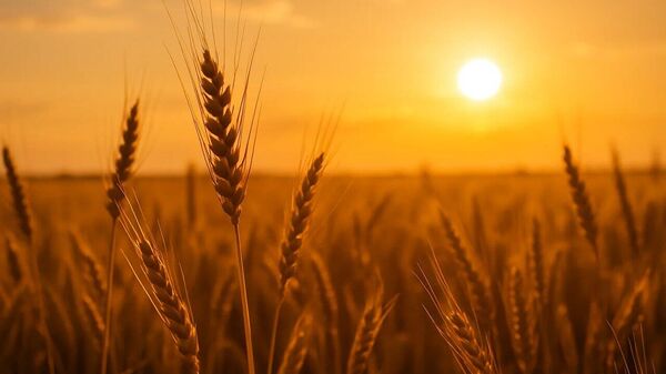 Africa is Key Market for Russian Agricultural Exports - Sputnik Africa
