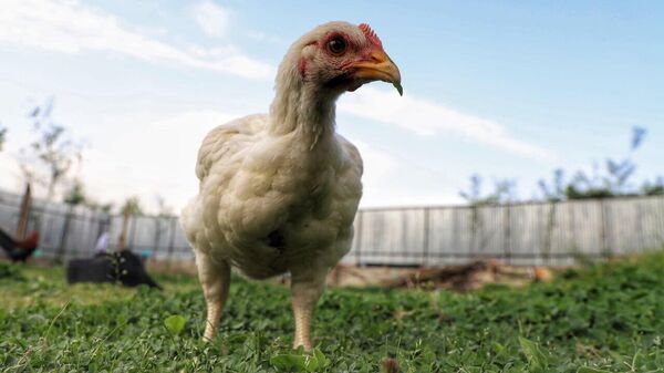 Mahama Plans Poultry Processing Plants in Ghana, Aiming to Boost Domestic Chicken & Cut Imports - Sputnik Africa