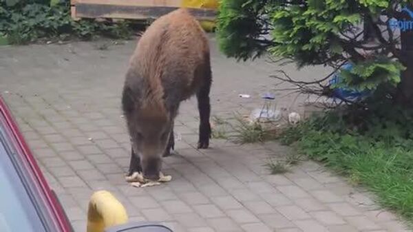 #viral | Wild Boar Spotted Enjoying Hot Dog - Sputnik Africa