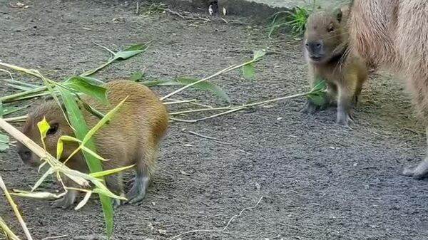 #viral | Berlin Zoo Welcomes Adorable Capybara Triplet Bundle - Sputnik Africa