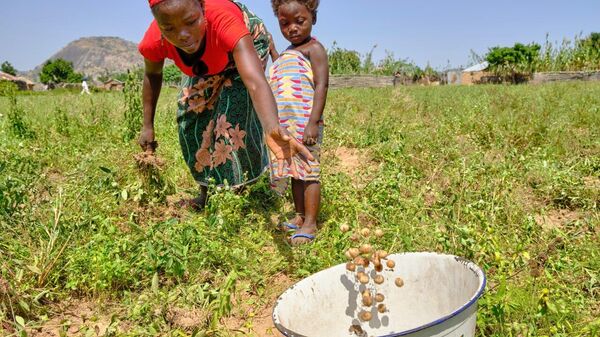 Nigeria's Agricultural Research Council Unveils Agenda to Strengthen Agricultural Research Governance - Sputnik Africa