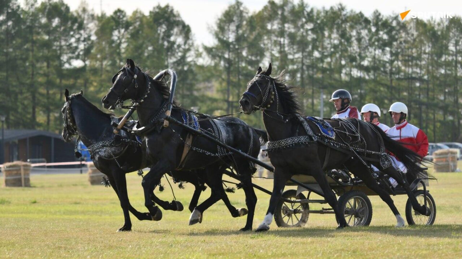 Symbole équestre de la Russie, la troïka brille à la Journée de Moscou Symbole équestre de la Russie, la troïka brille à la Journée de Moscou - Sputnik Afrique, 1920, 14.09.2025