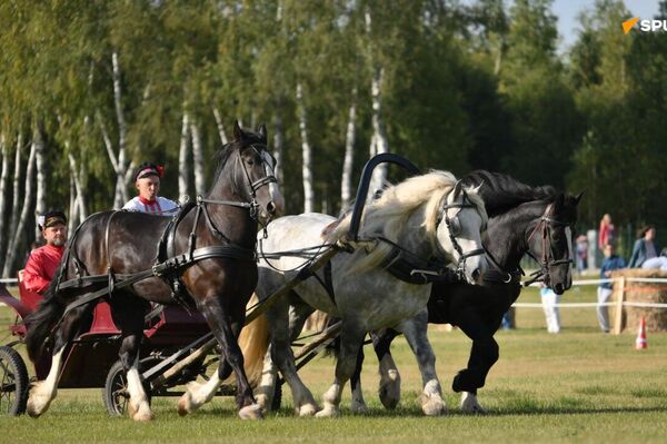 Symbole équestre de la Russie, la troïka brille à la Journée de Moscou Symbole équestre de la Russie, la troïka brille à la Journée de Moscou - Sputnik Afrique