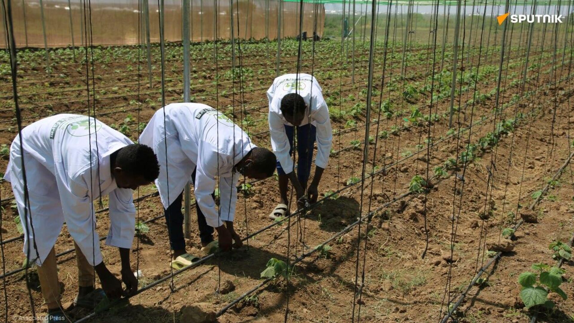 La Somalie lance un ambitieux programme agricole pour en finir avec la faim La Somalie lance un ambitieux programme agricole pour en finir avec la faim - Sputnik Afrique, 1920, 14.09.2025