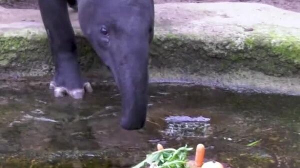 #viral | Tapir Turns 2, Enjoys Floating Feast Fit for a VIP - Sputnik Africa