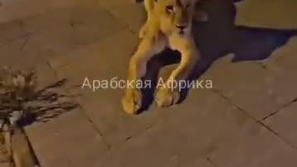 Envie de te promener le soir? Ok, mais une lionne t’accompagnera avant [le dîner] - Sputnik Afrique