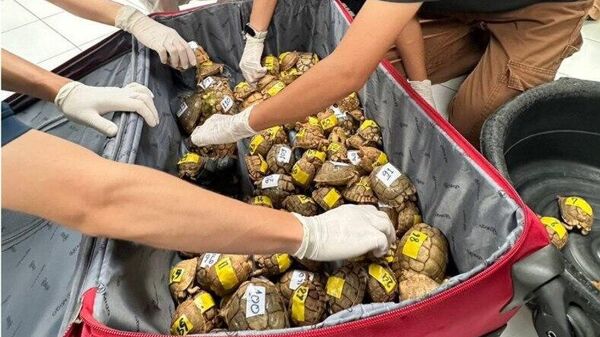 Deux centaines de tortues égyptiennes menacées saisies en Thaïlande - Sputnik Afrique