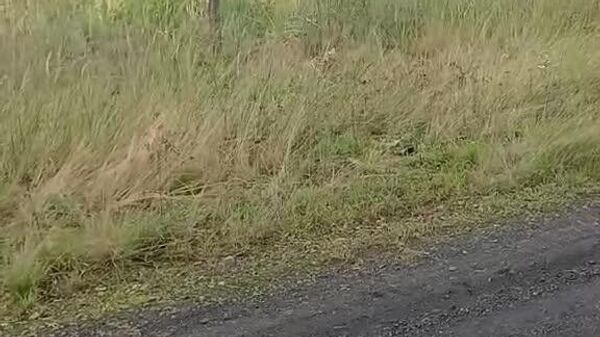 #viral | From Savannah to Woods: African Wild Cat Spotted in Poland - Sputnik Africa