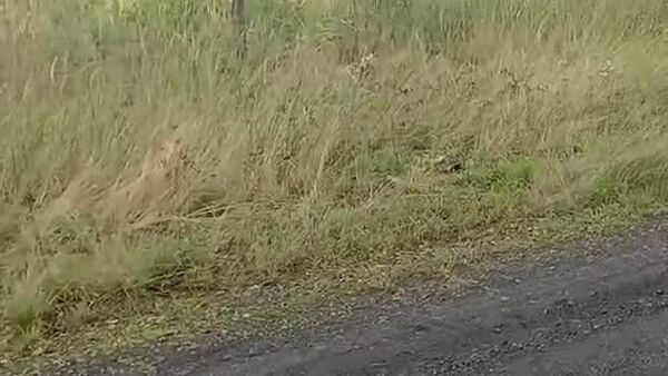 ▶Un serval africain égaré dans une forêt polonaise - Sputnik Afrique