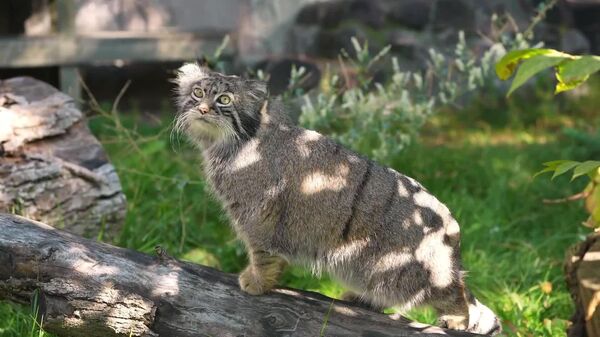 Avez-vous déjà vu le chat de Pallas aiguiser ses griffes? - Sputnik Afrique