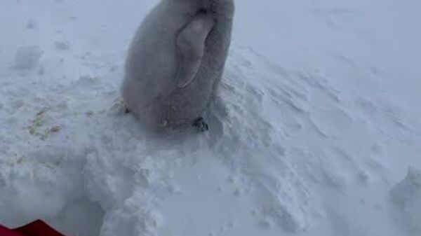 #viral | Antarctic Rescue: Russian Scientists Save Emperor Penguin Chick From Ice Trap - Sputnik Africa