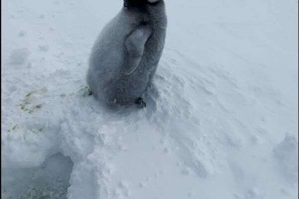Des explorateurs polaires russes sauvent un bébé manchot - Sputnik Afrique