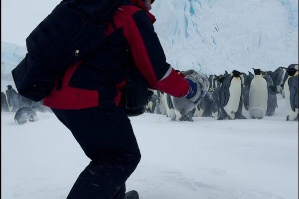 Des explorateurs polaires russes sauvent un bébé manchot - Sputnik Afrique