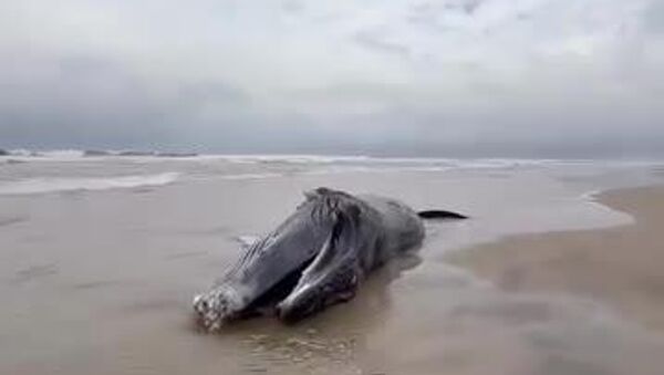 Une baleine s'échoue sur une plage de Côte d'ivoire - Sputnik Afrique
