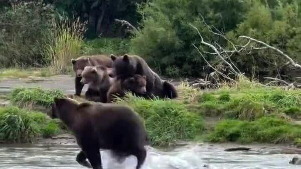 #viral | Mama's Fierce Defense: Bear Protects Her Cubs From Potential Threat in the Wild - Sputnik Africa