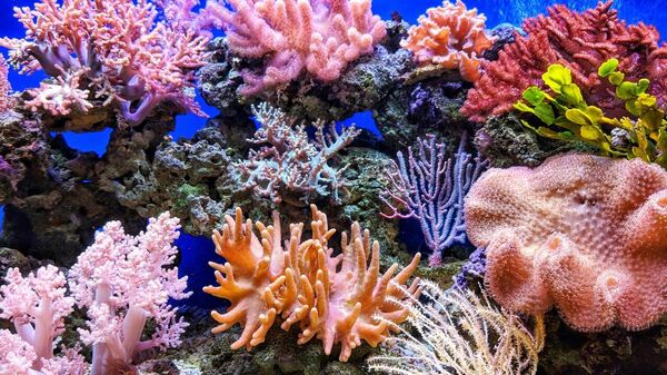 Seychelles Reportedly Bets on Science to Save Its Coral Reefs—and Its Economy - Sputnik Africa