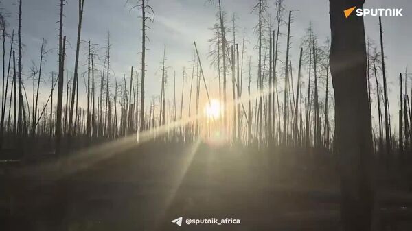 Sputnik Publishes First Footage From Recently Liberated Serebryansky Forestry in Lugansk - Sputnik Africa