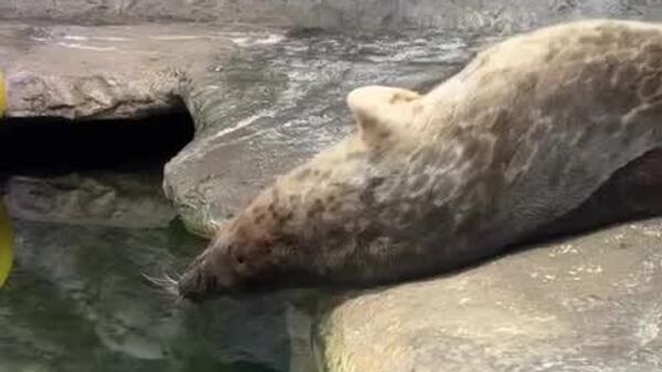 #viral | Busy Relaxing: Moscow Oceanarium's Seal Has Its Priorities Straight - Sputnik Africa
