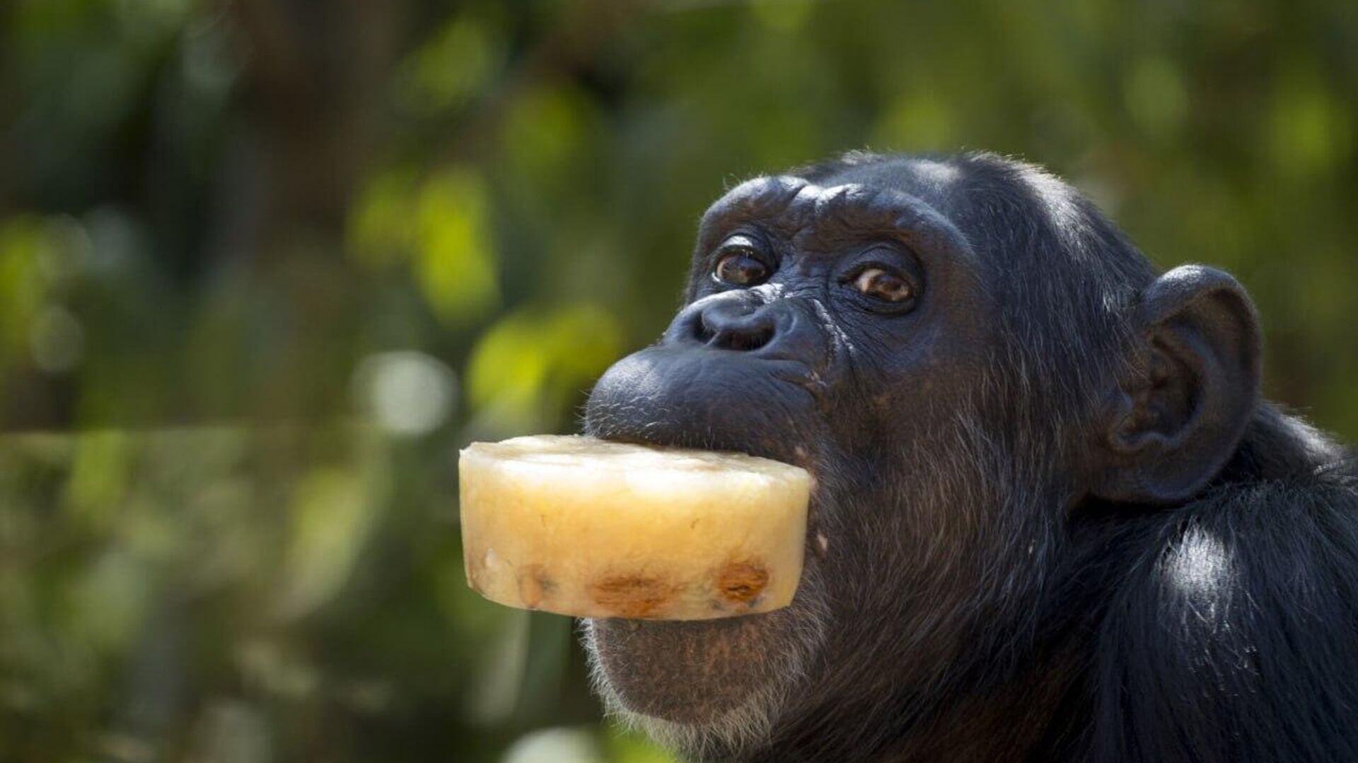Chimpanzees Consume Equivalent of One Beer Daily, Study Finds Chimpanzees Consume Equivalent of One Beer Daily, Study Finds - Sputnik Africa, 1920, 20.09.2025