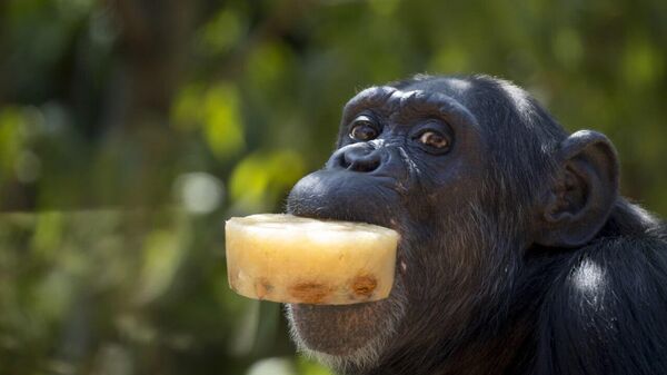 Chimpanzees Consume Equivalent of One Beer Daily, Study Finds - Sputnik Africa