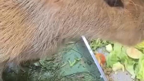 #viral | Two Adorable Baby Capybaras Welcomed in Moscow Zoo - Sputnik Africa