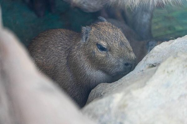 #viral | Two Adorable Baby Capybaras Welcomed in Moscow Zoo #viral | Two Adorable Baby Capybaras Welcomed in Moscow Zoo - Sputnik Africa