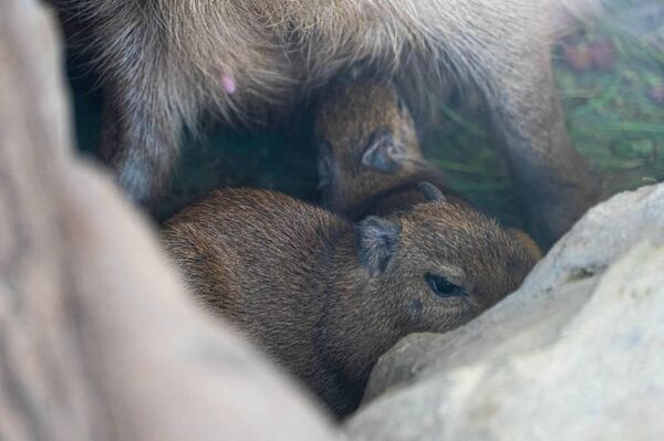 #viral | Two Adorable Baby Capybaras Welcomed in Moscow Zoo #viral | Two Adorable Baby Capybaras Welcomed in Moscow Zoo - Sputnik Africa
