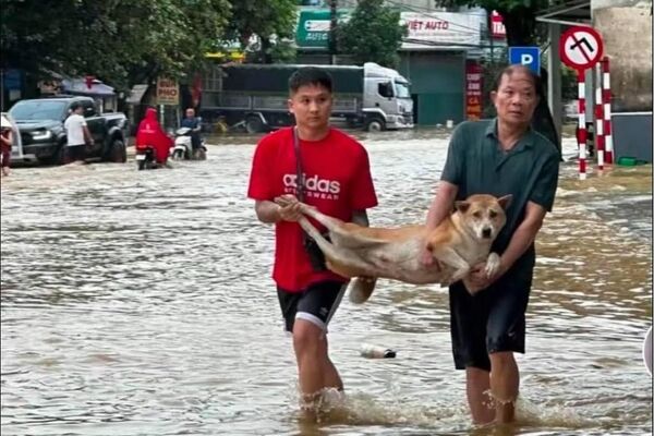#viral | Vietnamese Residents Rescue Animals During Typhoon Bualoi - Sputnik Africa