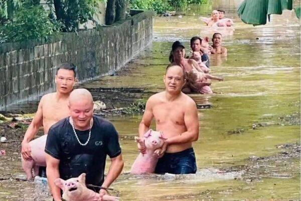 #viral | Vietnamese Residents Rescue Animals During Typhoon Bualoi - Sputnik Africa