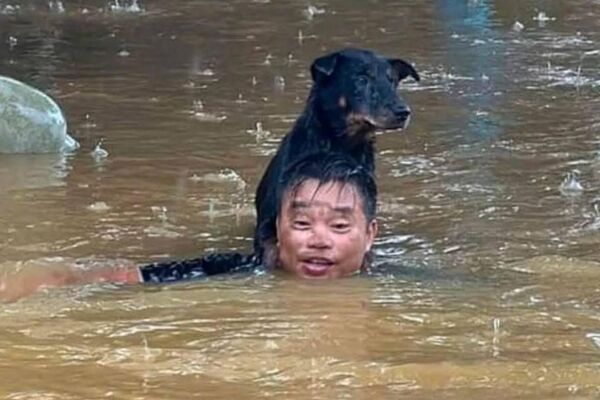 #viral | Vietnamese Residents Rescue Animals During Typhoon Bualoi - Sputnik Africa