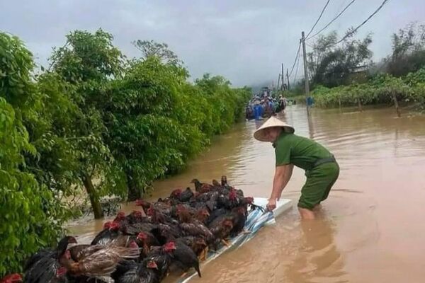 #viral | Vietnamese Residents Rescue Animals During Typhoon Bualoi - Sputnik Africa