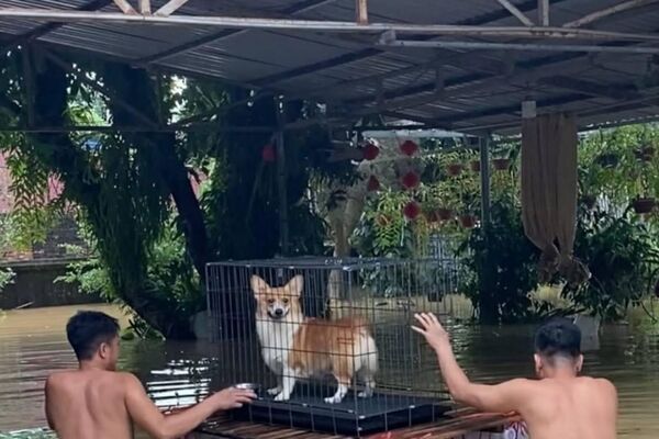 #viral | Vietnamese Residents Rescue Animals During Typhoon Bualoi - Sputnik Africa