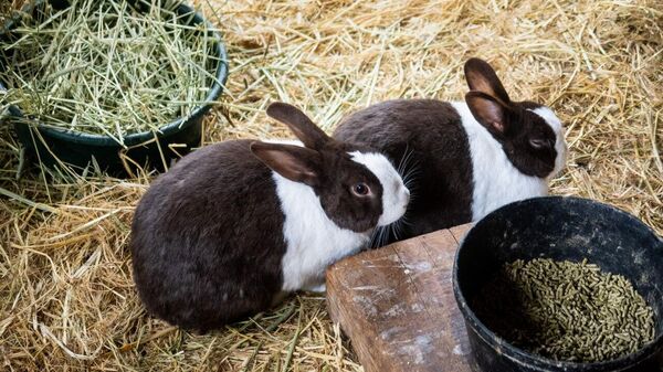 Rabbit Farming Goes Professional in Zimbabwe: ZICORBA Unveils National Register - Sputnik Africa