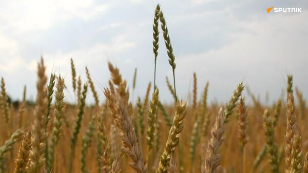 La Bourse marchande du Zimbabwe lance le commerce du blé après la libéralisation de 2023 - Sputnik Afrique