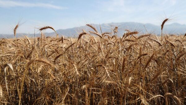 Russia Boosts Wheat Exports to Nigeria by Nearly 6% - Sputnik Africa