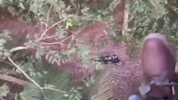 #viral | Trapped in a Tree: Man Spends Four Heart-Stopping Hours as Tiger Prowls Below in Malaysia - Sputnik Africa