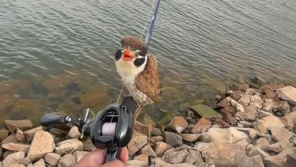 Un pêcheur brésilien trouve un copilote inattendu sur sa canne - Sputnik Afrique