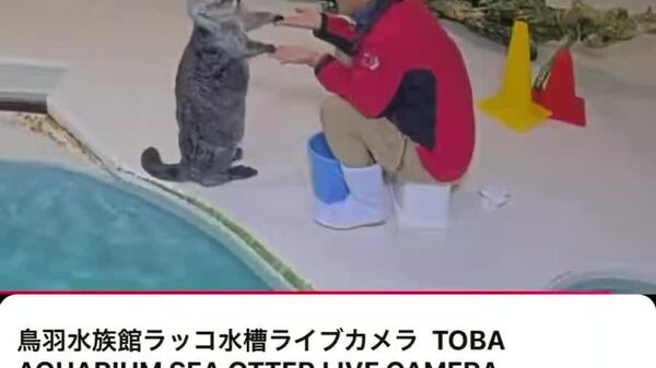 #viral | Sea Otters’ Playful “Pat-a-Cake” Routine Delights Viewers at Japanese Aquarium - Sputnik Africa