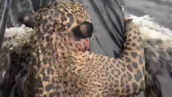 Un jaguar blessé sauvé après une nage épuisante dans l'Amazonie brésilienne - Sputnik Afrique