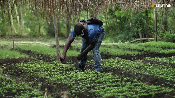 Pesticides interdits en Europe exportés vers l'Afrique: l'UE pratique un double standard - Sputnik Afrique