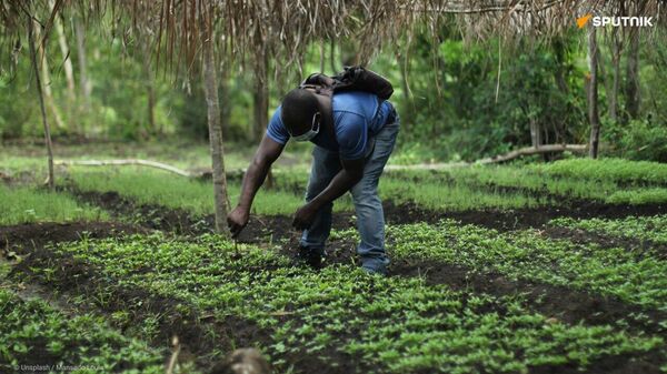 Prohibited Pesticides in Europe Exported to Africa: EU Practices 'Double Standard,' Says Expert - Sputnik Africa
