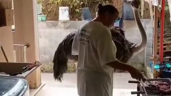 Une autruche s'impatiente devant le barbecue - Sputnik Afrique