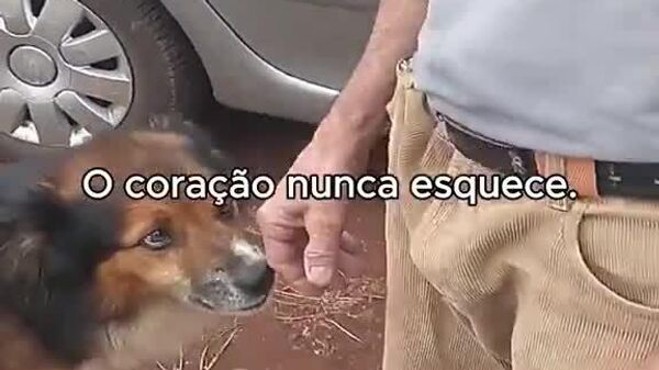 #viral | Heartwarming Reunion: Dog Sniffs Out Owner After Eight Years Apart - Sputnik Africa