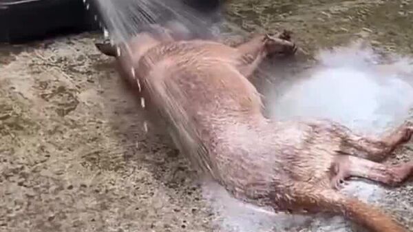 #viral | Everyone Loves Being Clean: Watch a Dog Enjoy Its Bath Time Routine - Sputnik Africa