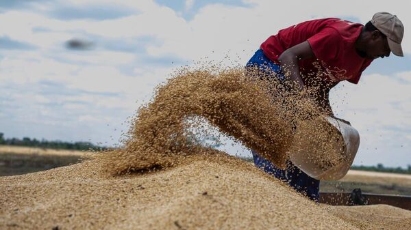 Zimbabwe is on Track for Record 600,000-Tonne Wheat Harvest This Season - Sputnik Africa