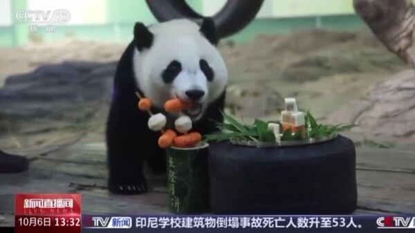 Pandas, Polar Bears, and Penguins Feast on Festive Mooncakes in China - Sputnik Africa