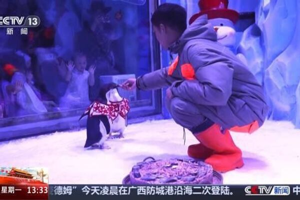 Pandas, Polar Bears, and Penguins Feast on Festive Mooncakes in China Pandas, Polar Bears, and Penguins Feast on Festive Mooncakes in China - Sputnik Africa